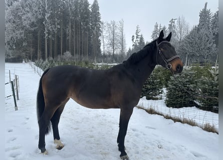 Plus de chevaux à sang chaud, Jument, 6 Ans, 174 cm, Bai brun