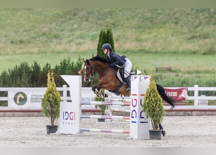 Plus de chevaux à sang chaud, Jument, 6 Ans, Bai cerise