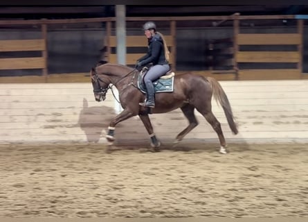 Plus de chevaux à sang chaud, Jument, 7 Ans, 163 cm, Alezan brûlé