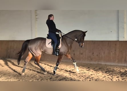 Plus de chevaux à sang chaud, Jument, 7 Ans, 167 cm