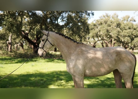 Plus de chevaux à sang chaud Croisé, Jument, 7 Ans, 173 cm, Buckskin