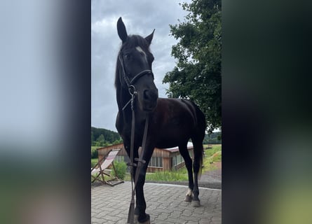 Plus de chevaux à sang chaud, Jument, 7 Ans