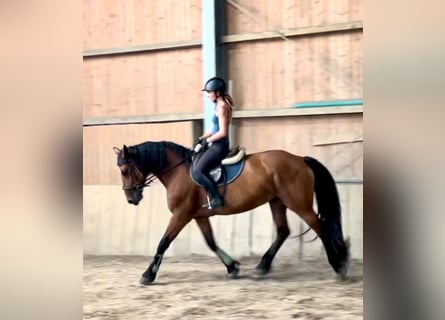 Plus de chevaux à sang chaud, Jument, 7 Ans