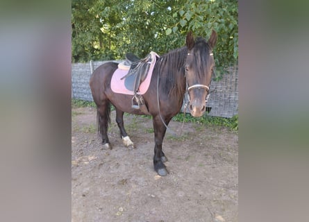 Plus de chevaux à sang chaud, Jument, 8 Ans, 156 cm, Noir