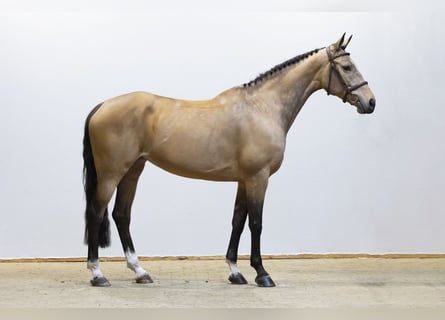 Plus de chevaux à sang chaud, Jument, 8 Ans, 161 cm