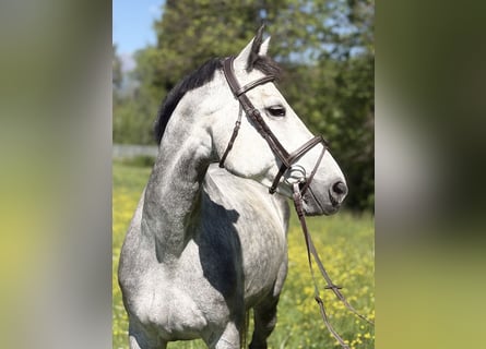 Plus de chevaux à sang chaud, Jument, 8 Ans, 167 cm, Gris