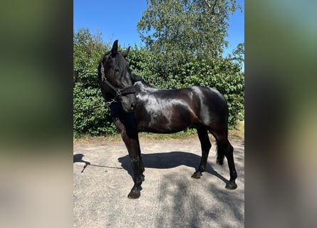 Plus de chevaux à sang chaud, Jument, 8 Ans, 168 cm, Noir