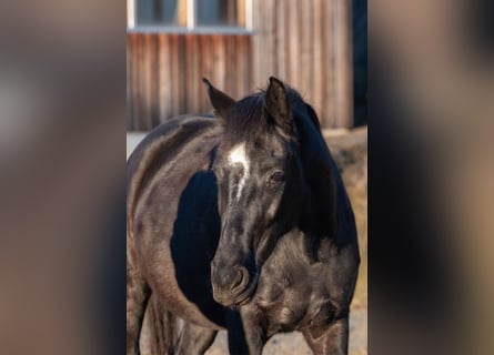 Plus de chevaux à sang chaud, Jument, 8 Ans