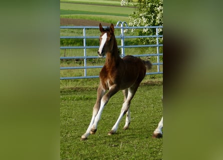 Plus de chevaux à sang chaud, Jument, Poulain (03/2026), 168 cm, Bai