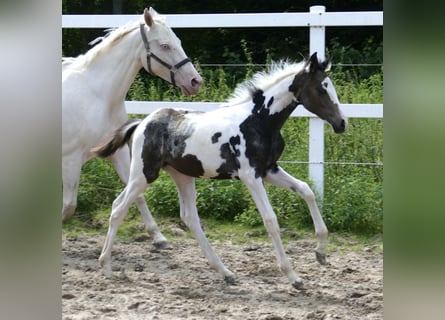 Plus de chevaux à sang chaud, Jument, Poulain (04/2024), 168 cm, Pinto