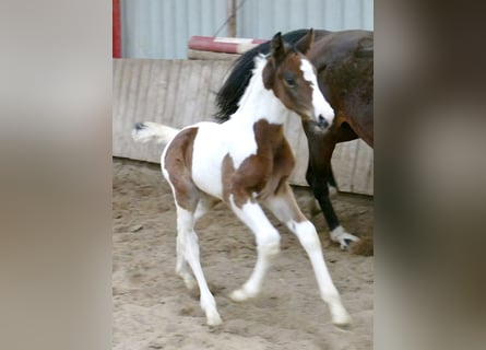 Plus de chevaux à sang chaud, Jument, , 170 cm, Pinto