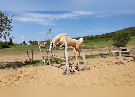 Plus de poneys/petits chevaux, Étalon, 10 Ans, 145 cm, Cremello