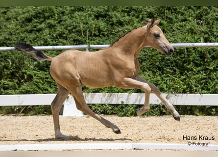 Plus de poneys/petits chevaux, Étalon, Poulain (05/2023), Palomino