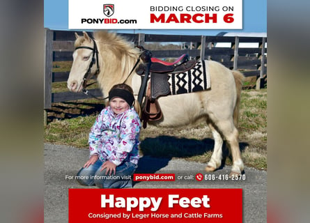 Plus de poneys/petits chevaux, Hongre, 10 Ans, 102 cm