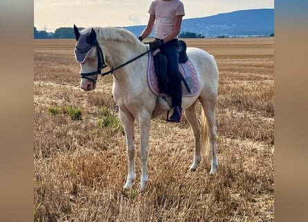 Plus de poneys/petits chevaux, Hongre, 12 Ans, 142 cm, Cremello