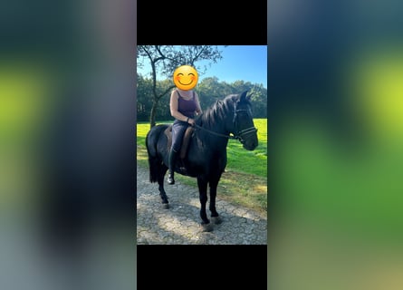 Plus de poneys/petits chevaux, Hongre, 13 Ans, 130 cm, Noir