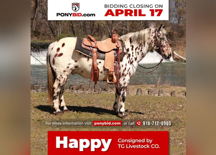 Plus de poneys/petits chevaux, Hongre, 13 Ans, 132 cm