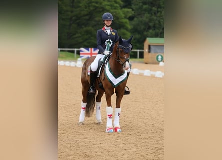 Plus de poneys/petits chevaux, Hongre, 14 Ans, 148 cm, Alezan