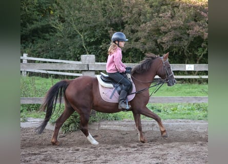 Plus de poneys/petits chevaux Croisé, Hongre, 16 Ans, 140 cm, Alezan brûlé