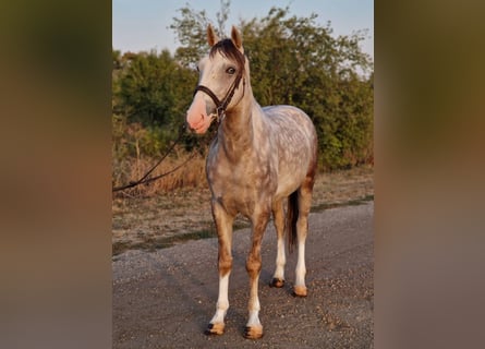 Plus de poneys/petits chevaux, Hongre, 4 Ans, 147 cm