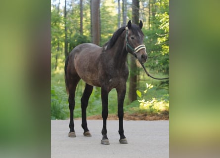 Plus de poneys/petits chevaux, Hongre, 4 Ans, 149 cm, Bai