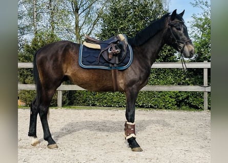 Plus de poneys/petits chevaux, Hongre, 5 Ans, 147 cm, Rouan Bleu