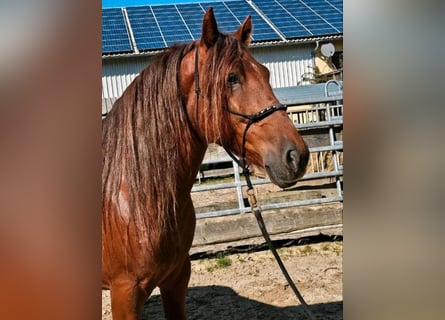 Plus de poneys/petits chevaux, Hongre, 5 Ans, 150 cm, Alezan