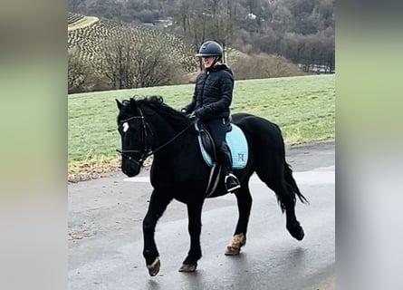 Plus de poneys/petits chevaux Croisé, Hongre, 5 Ans, 154 cm, Noir