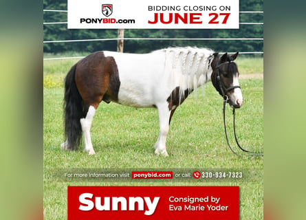 Plus de poneys/petits chevaux, Hongre, 5 Ans, 91 cm