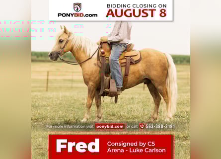 Plus de poneys/petits chevaux, Hongre, 7 Ans, 107 cm, Palomino