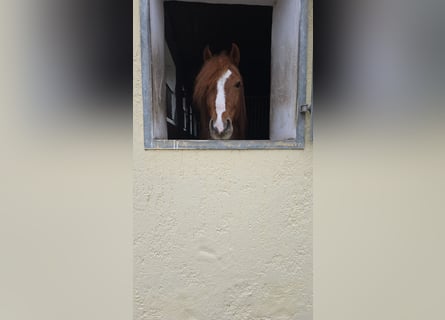 Plus de poneys/petits chevaux, Hongre, 7 Ans, 147 cm, Alezan