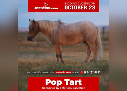 Plus de poneys/petits chevaux, Hongre, 7 Ans, 97 cm, Rouan Rouge