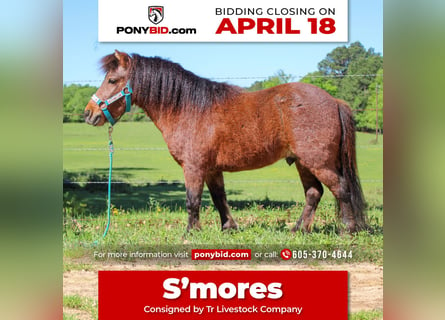Plus de poneys/petits chevaux, Hongre, 8 Ans, 89 cm, Roan-Bay
