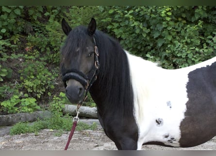 Plus de poneys/petits chevaux Croisé, Hongre, 9 Ans, 123 cm, Pinto