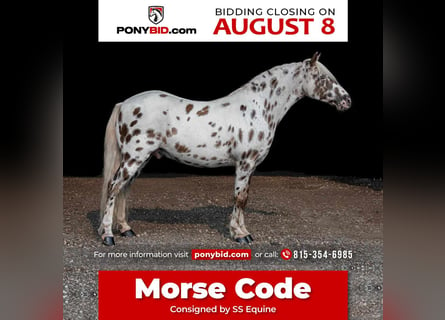 Plus de poneys/petits chevaux, Hongre, 9 Ans, 127 cm, Blanc