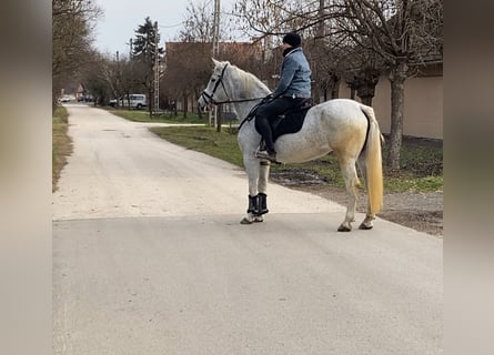 Plus de poneys/petits chevaux, Jument, 11 Ans, 150 cm