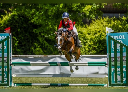 Plus de poneys/petits chevaux, Jument, 12 Ans, 127 cm, Bai