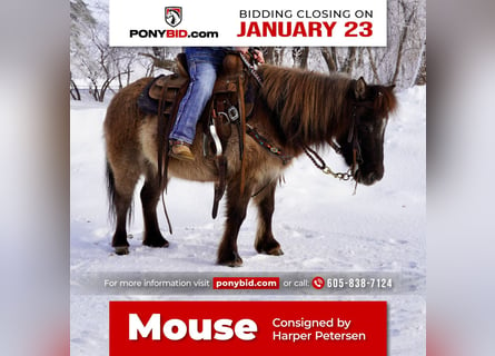 Plus de poneys/petits chevaux, Jument, 12 Ans, 89 cm, Grullo