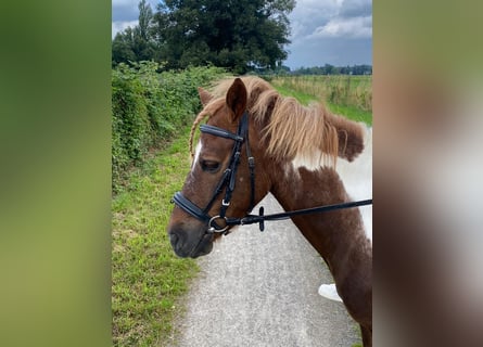 Plus de poneys/petits chevaux, Jument, 16 Ans, 125 cm, Pinto