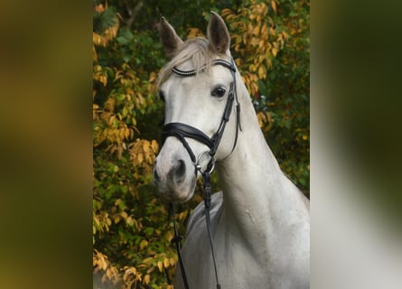Plus de poneys/petits chevaux Croisé, Jument, 16 Ans, 158 cm, Gris