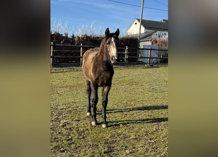 Plus de poneys/petits chevaux Croisé, Jument, 1 Année, 147 cm, Buckskin