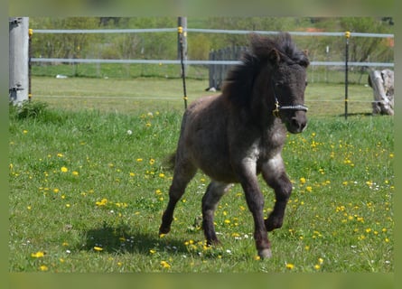 Plus de poneys/petits chevaux, Jument, 1 Année, 90 cm, Rouan Bleu