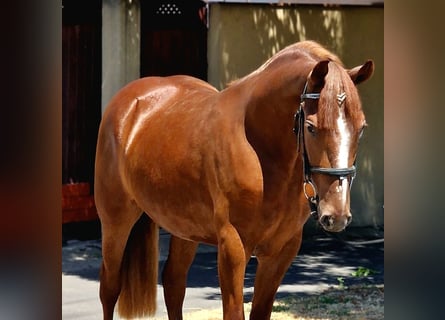 Plus de poneys/petits chevaux, Jument, 4 Ans, 143 cm