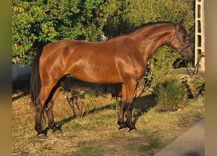 Plus de poneys/petits chevaux, Jument, 6 Ans, 140 cm, Bai