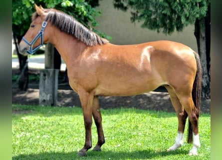 Plus de poneys/petits chevaux, Jument, 6 Ans, 145 cm, Buckskin