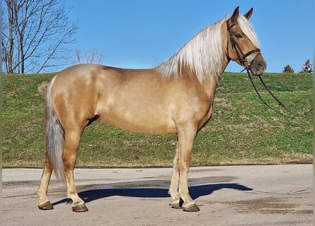 Plus de poneys/petits chevaux, Jument, 6 Ans, 153 cm