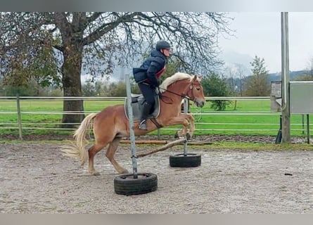 Plus de poneys/petits chevaux, Jument, 7 Ans, 135 cm, Alezan