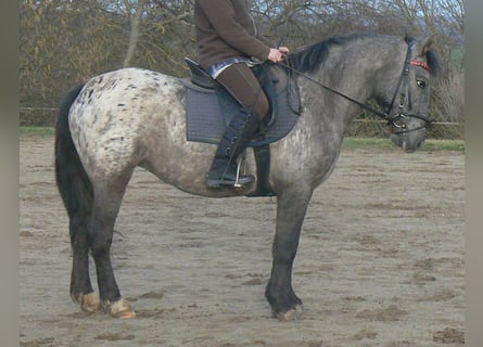 Plus de poneys/petits chevaux, Jument, 7 Ans, 145 cm, Léopard
