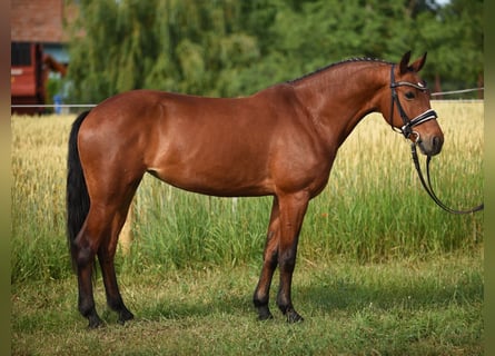 Plus de poneys/petits chevaux, Jument, 7 Ans, 148 cm, Bai clair