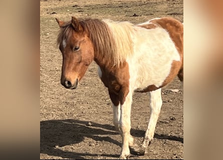 Plus de poneys/petits chevaux Croisé, Étalon, 1 Année, Alezan